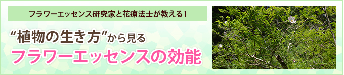 フラワーエッセンス研究家と花療法士が教える!