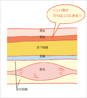 lymph_pic2.gif