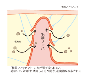 lymph_pic3.gif