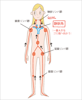 lymph_pic4.gif