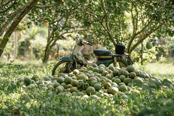 間引きされたポメロはこれまで活用されずに捨てられることが多かった。