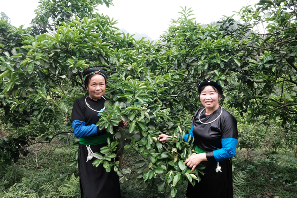 キングオレンジを収穫する少数民族の女性たち。山間部では精油の原料調達が貴重な現金収入に。