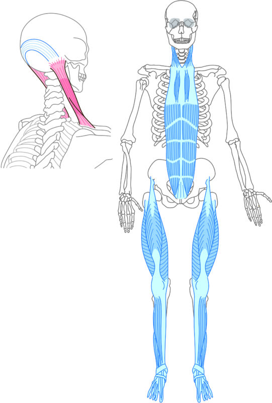 筋筋膜のつながり「アナトミー・トレイン」のひとつ、
身体の前面浅層にある「スーパーフィシャル・フロントライン」