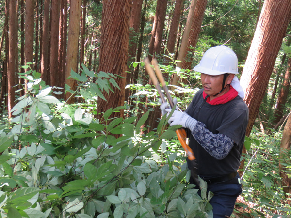 写真は、岩手県八幡平の森（「ラピアス電機」アロマ事業部）