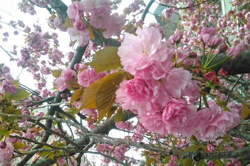 八重桜