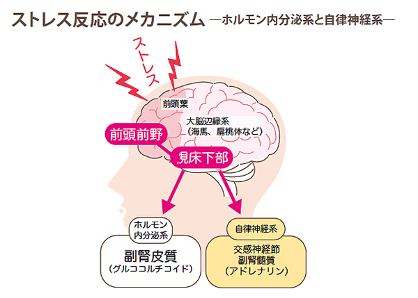 ストレスコントロールセラピスト４月号