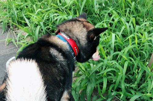 雑誌セラピストブログ犬