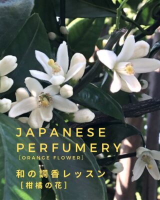 「癒しを生きた人々　近代知のオルタナティブ」　(野口晴哉、森田療法の思想など) 癒しを生きた人々 - 専修大学出版局