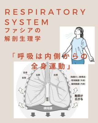 腱引き療法 | セラピスト誌オフィシャルサイト「セラピスト ONLINE」